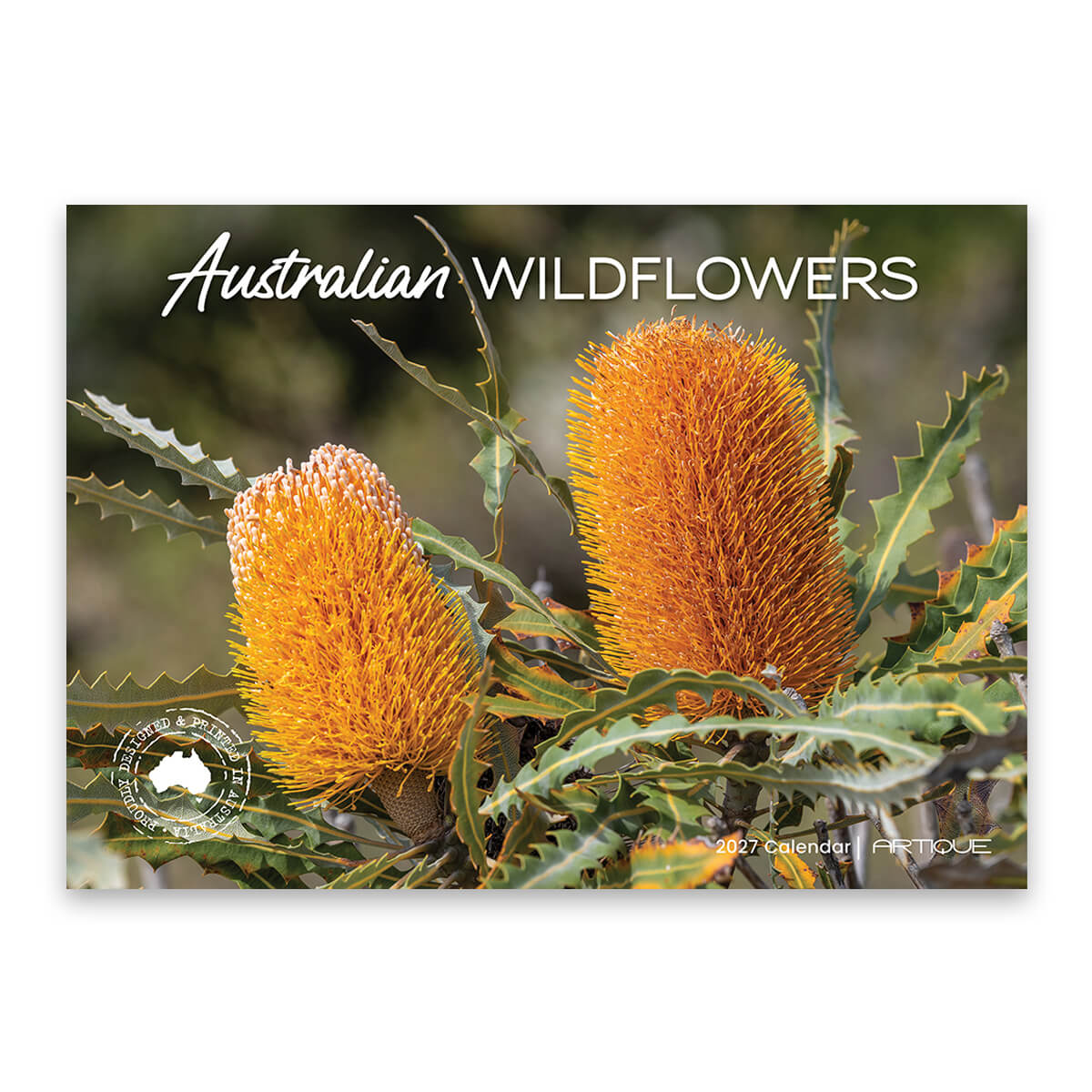 2027 Australian Wildflowers Calendar with a Banksia photograph on the front for light souvenirs from Australia