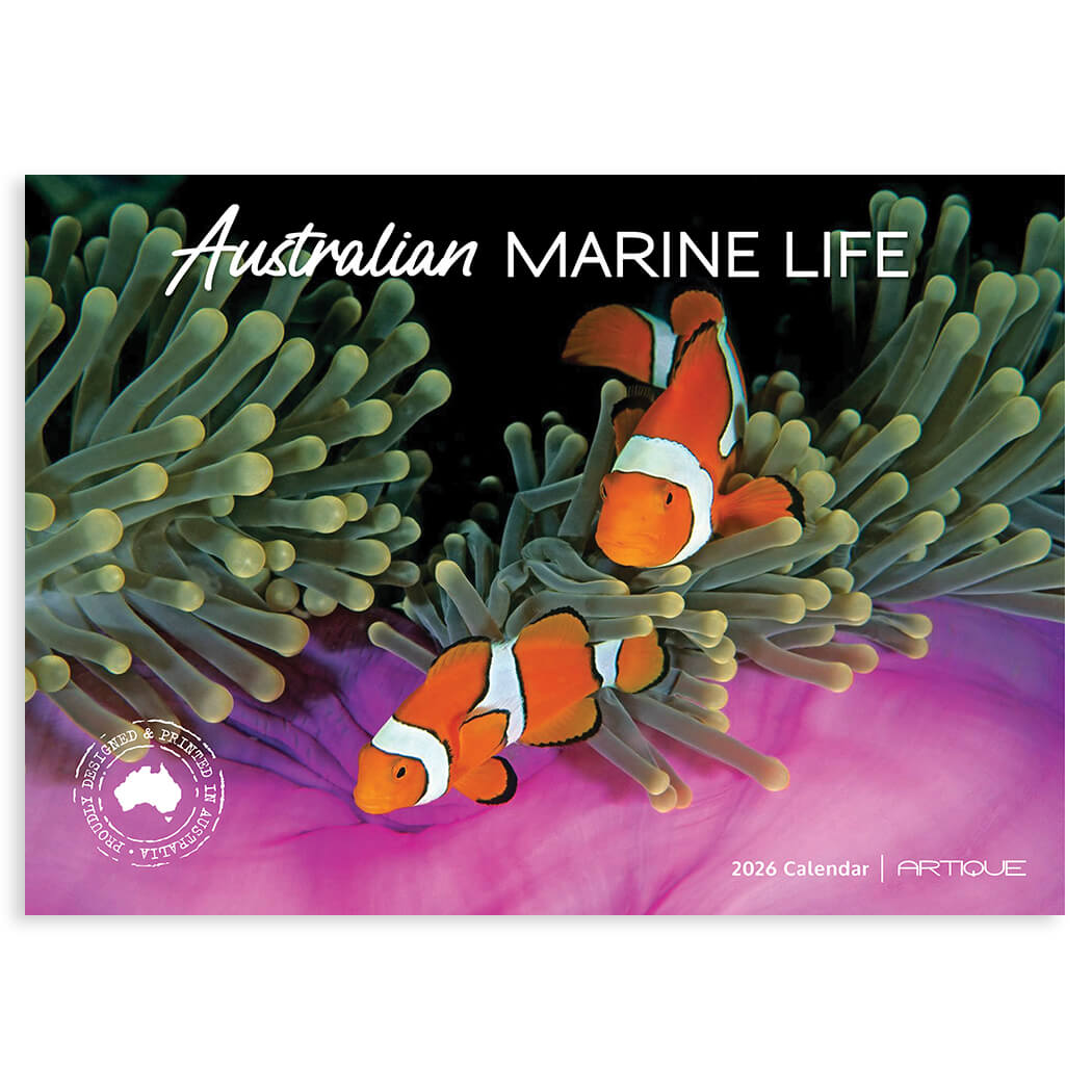 Australian Marine Life Calendar 2026 at BitsofAustralia souvenir shop